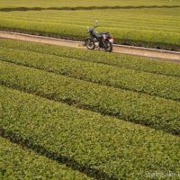 萌える茶畑とバイク