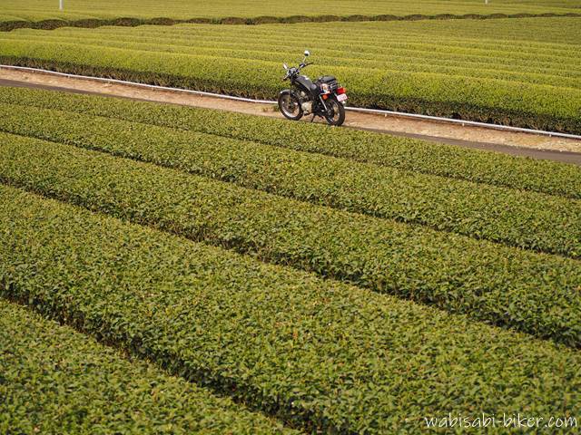 萌える茶畑とバイク