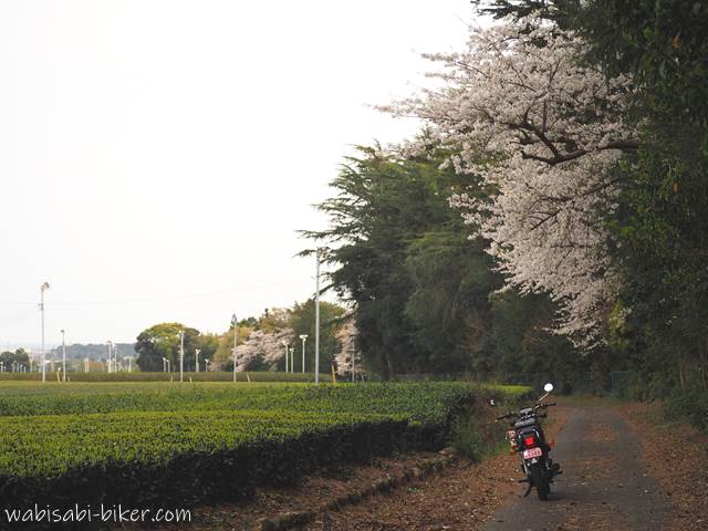 桜と茶畑とバイク
