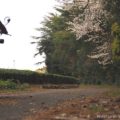 茶畑と桜☆バイク写真撮影を楽しむ