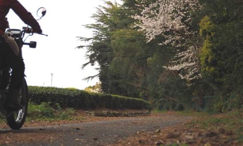 桜と茶畑のある小道を走る女性ライダー