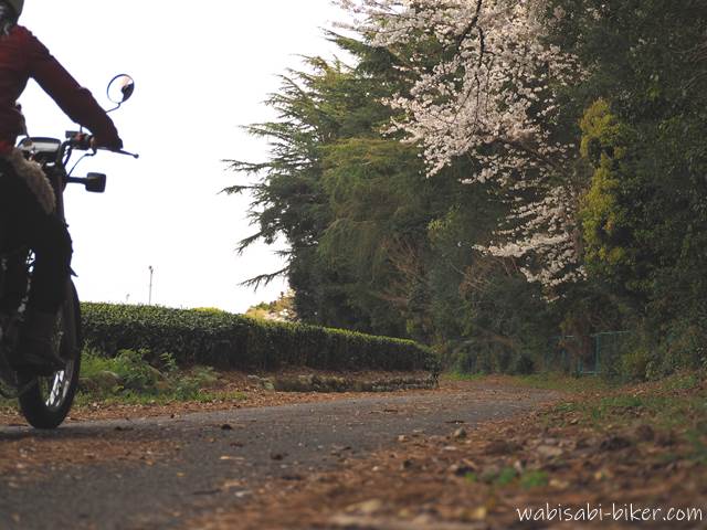 桜と茶畑のある小道を走る女性ライダー