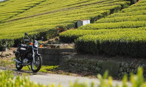 新緑の茶畑とバイク