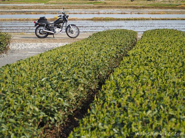 茶畑とバイクと水を張った田んぼ