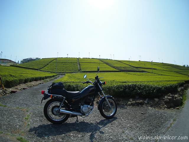 新緑の茶畑とバイク