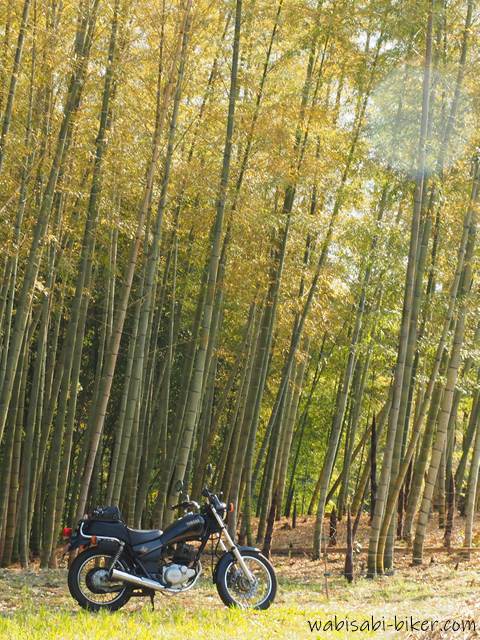 筍の生えた竹林とバイク