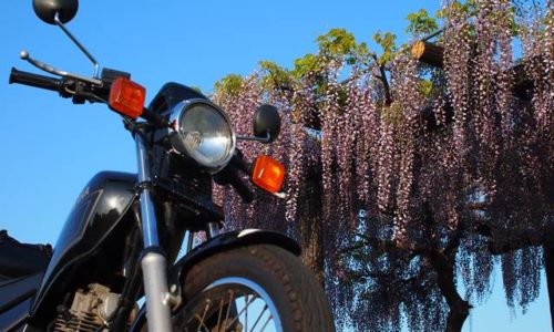 オートバイと藤の花