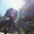 【紫陽花】バイク写真撮影と自撮りポーズに挑戦