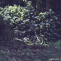 紫陽花とバイク写真撮影☆初心者がゼロから挑んだ８年記録