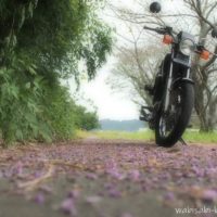落花したクズの花びらとオートバイ