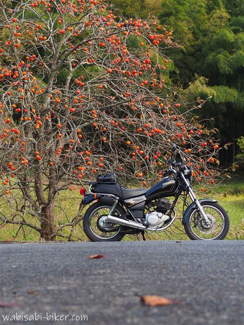 柿の木とオートバイ