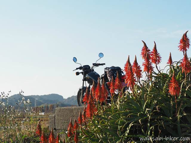 アロエの花とオートバイ