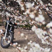 梅の花とオートバイ