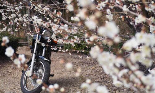 梅の花とオートバイ