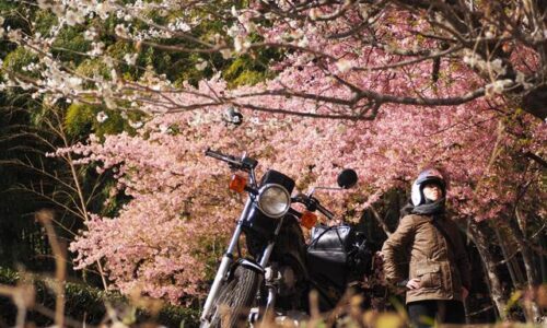 満開の早咲き桜と女性ライダー