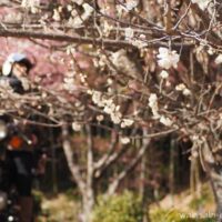梅の花とバイク乗り