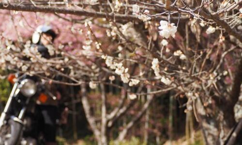 梅の花とバイク乗り