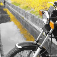 水路に咲くレンギョウとバイクSR125