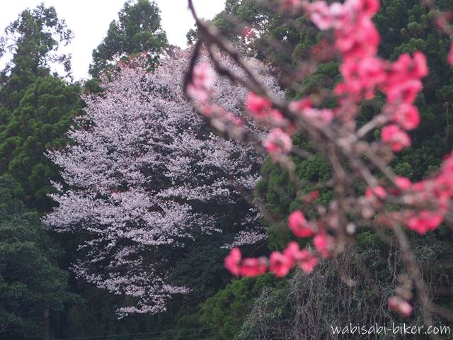 桜と桃の花