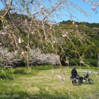 桜とオートバイと自撮り