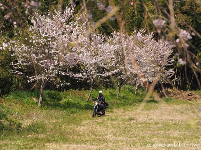 桜の下を走るオートバイ
