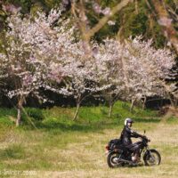 桜とオートバイと女性ライダー