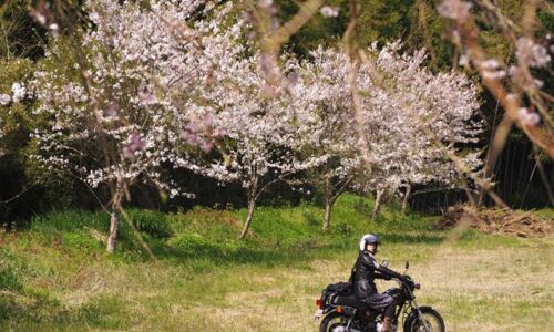 桜とオートバイと女性ライダー