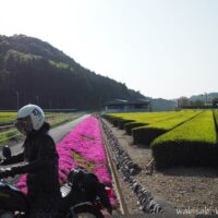 茶畑の新芽と芝桜とオートバイ 自撮り
