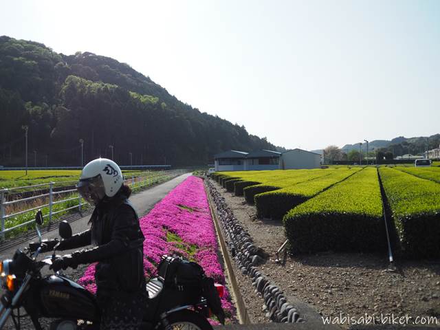 茶畑の新芽と芝桜とオートバイ 自撮り