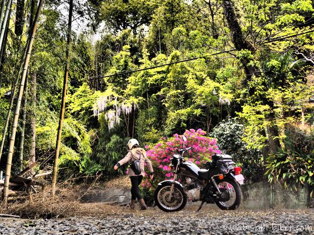 ツツジと藤の花とオートバイと女性ライダー