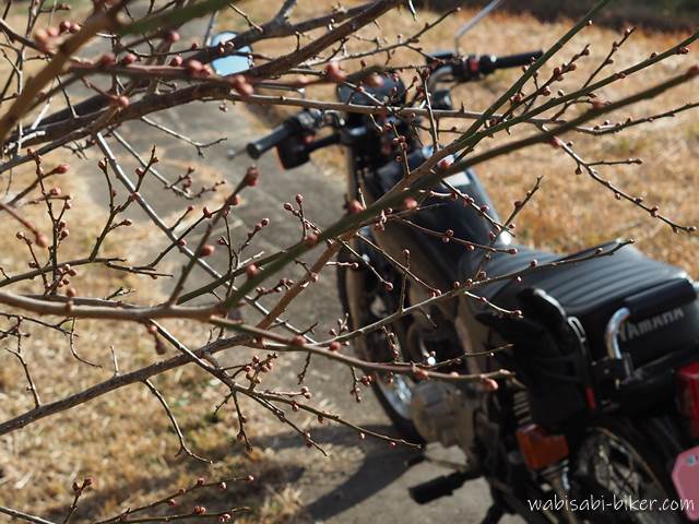 梅の蕾とバイク