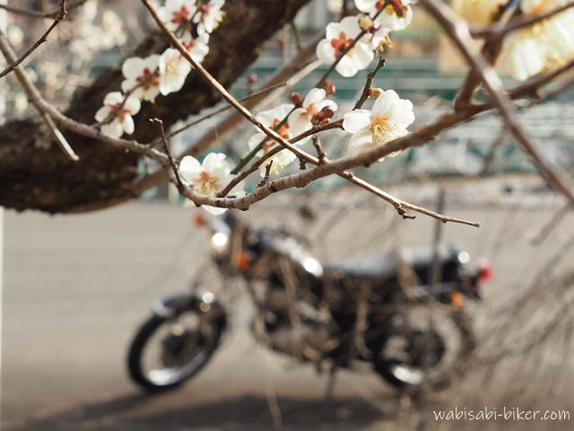 梅の花とバイク