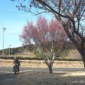 【梅の花】バイクのある風景写真
