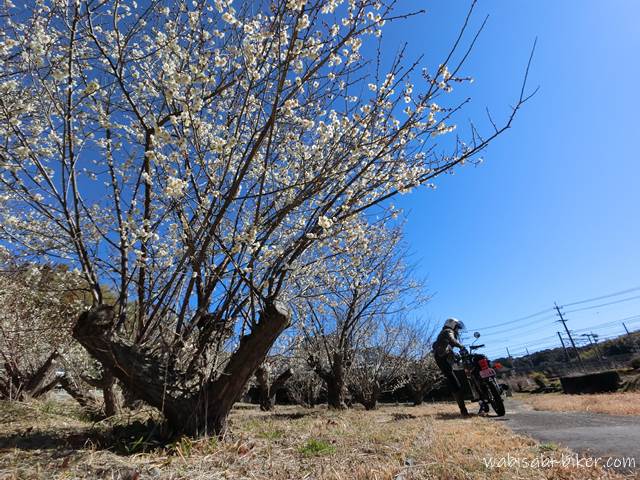 梅の花とバイク乗り