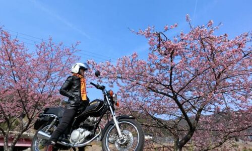 バイクと桜と杉元佐一マフラー