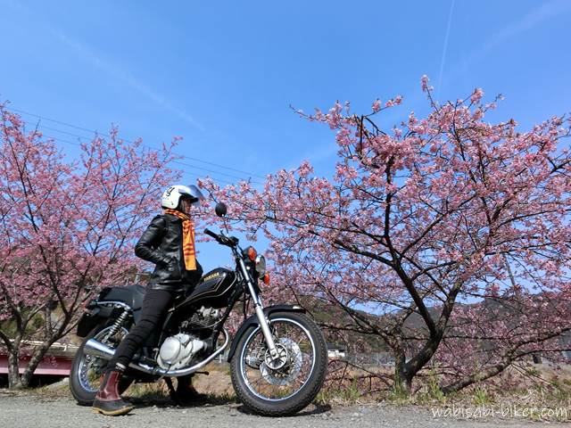 バイクと桜と杉元佐一マフラー