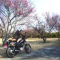梅とバイク写真☆セルフポートレート撮影