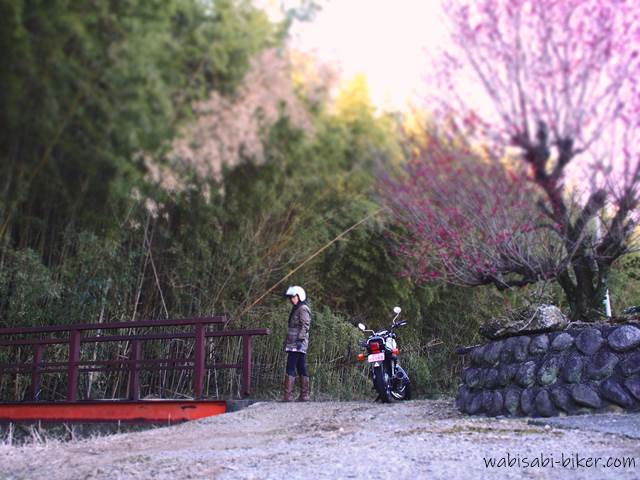 赤い橋と梅とバイクのある風景ポートレート