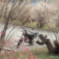 梅の花とバイク