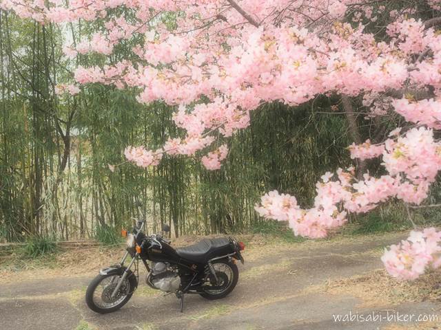 早咲き桜とオートバイ