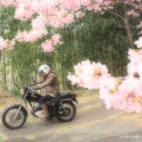桜と女性ライダー