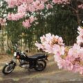桜とバイクの写真撮影を楽しみたい！「早咲き桜編」