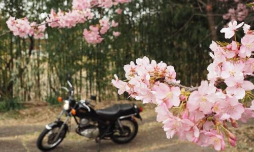 早咲き桜とオートバイ