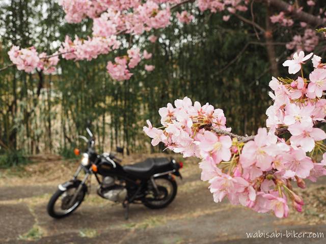 桜と竹とオートバイ