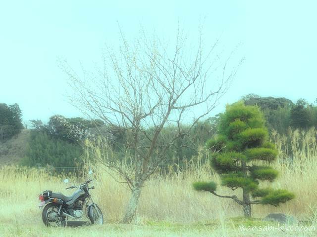 梅と松とオートバイ