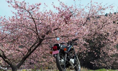 早咲き桜とオートバイ SR125
