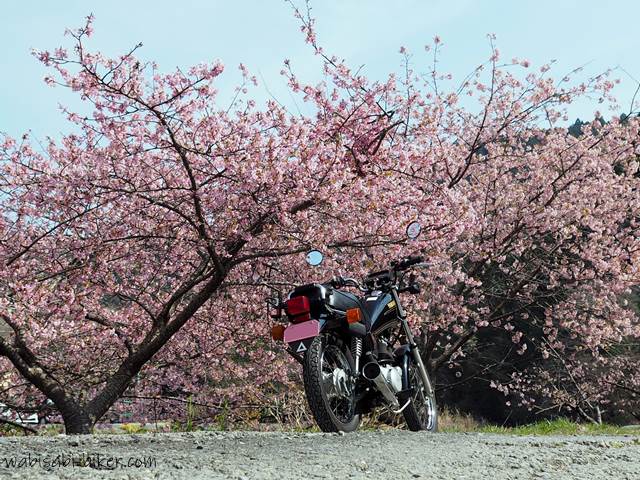 早咲き桜とオートバイ SR125