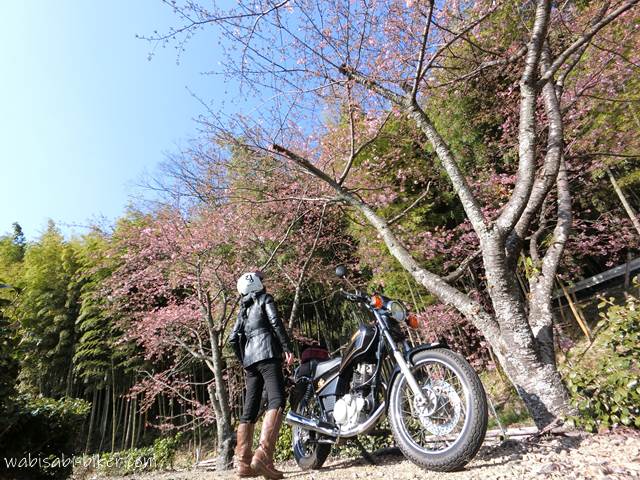 早咲き桜を眺めるバイク乗り