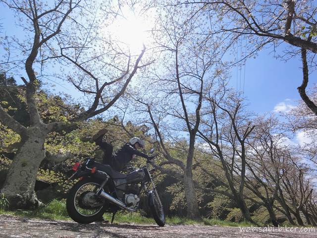 桜並木とバイクを跨ぐ女性ライダー