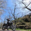 【バイク写真】散り際の桜並木でセルフポートレート撮影